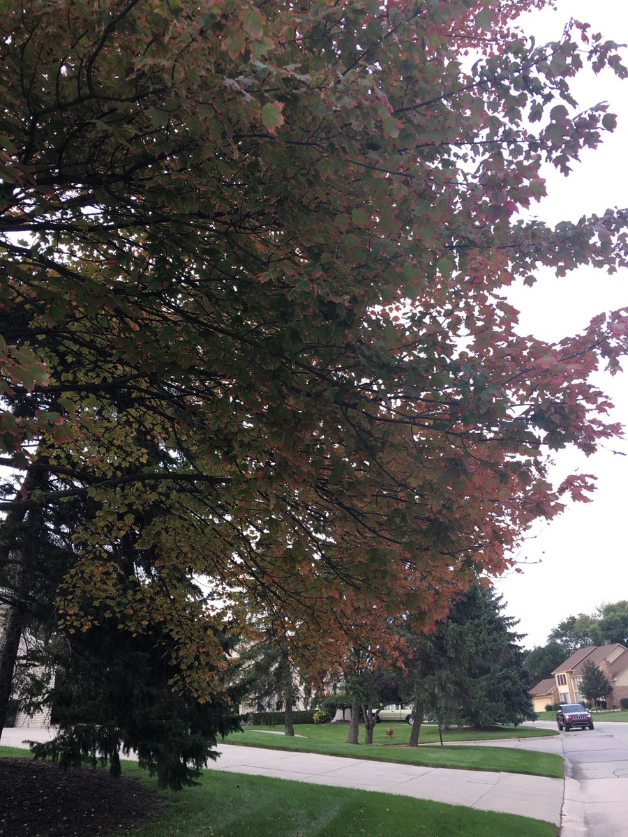 DeniseWX's tweet image. Nooo!!! I&apos;m not ready for this just yet... 😩 #fallfoliage #michigan #summerdontgo