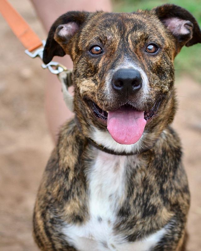 Benny is one of our long stay dogs who is looking for his forever home, could it be yours? #adoptdontshop austinpetsalive.org/adopt/availabl…