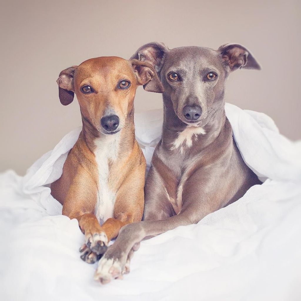 FreyaEverAfter_'s tweet image. 🐭🐒💬 We'll just be sitting here naked until you go shopping 😑
#lookingforanewstylist
#musthavestyle
#isthattoomucht… ift.tt/2w9dqmq