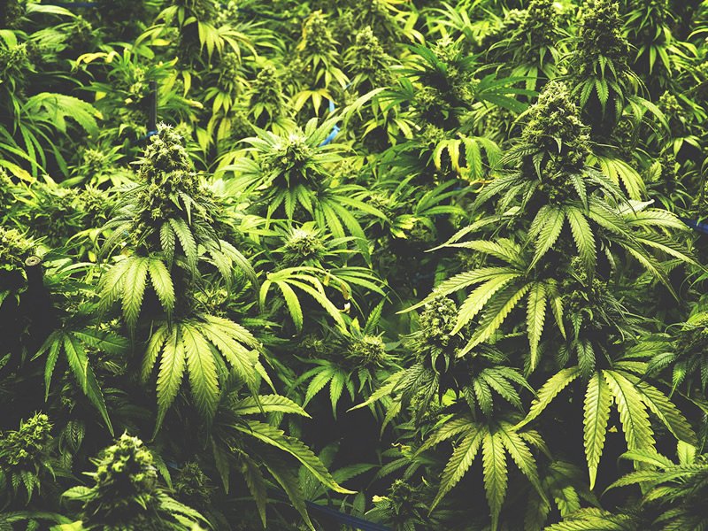 Saskatoon Police Service Voices Concerns Leading Up To Marijuana Legalization dlvr.it/PmpZqp https://t.co/IFN8bxDjAo