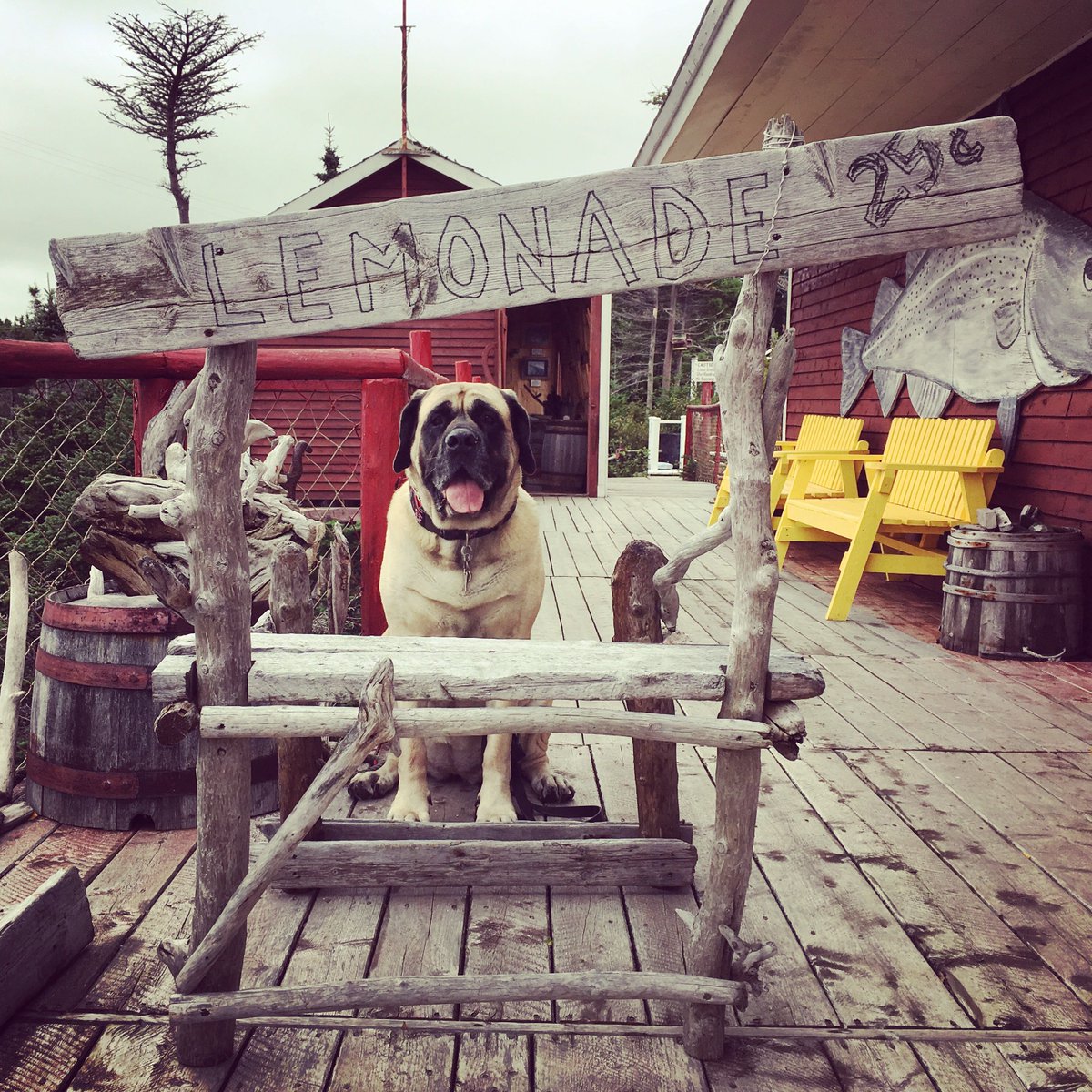 MorganMastiff's tweet photo. Wanna buy #lemonade? #kissingbooth #twilingate #exploring #roadtrip https://t.co/1TQrr3X45P