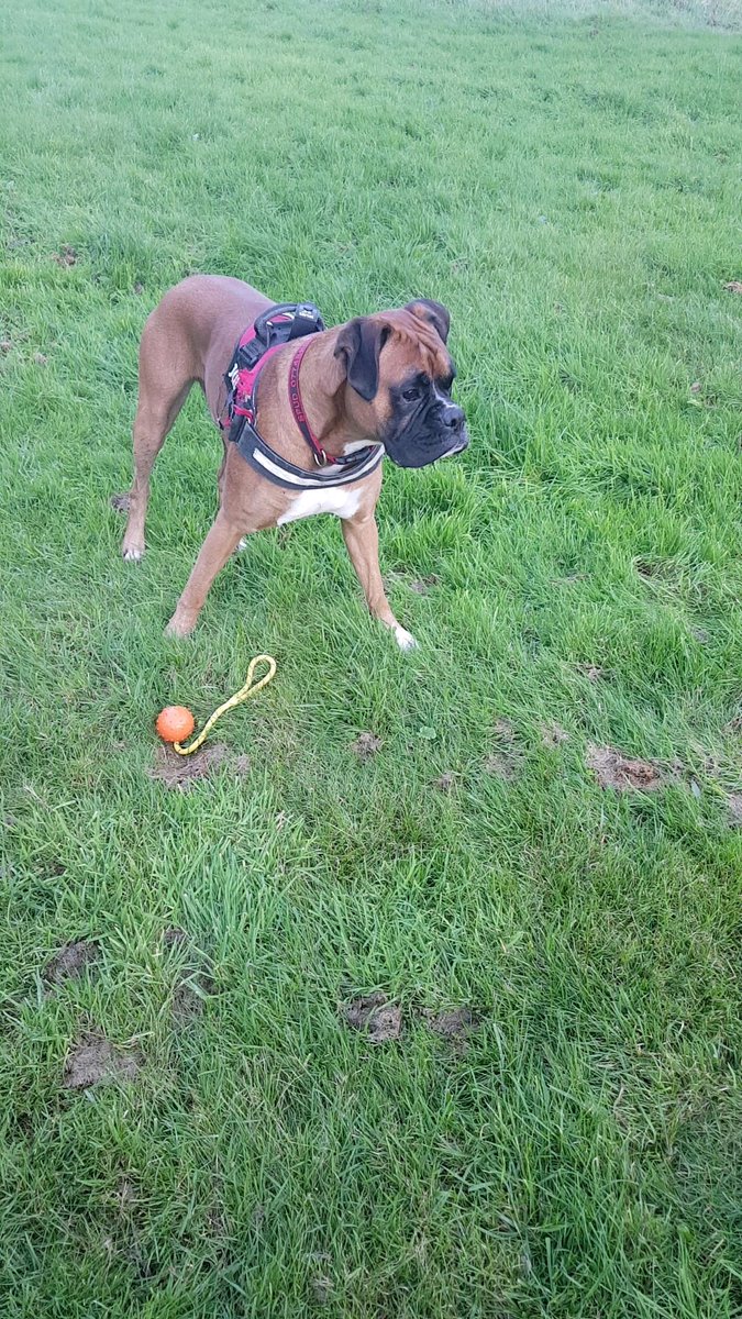 SpudTheBoxerDog's tweet photo. #playingball #boxer #boxerdog #boxerpup #boxerlove https://t.co/DtuAhhcFRc