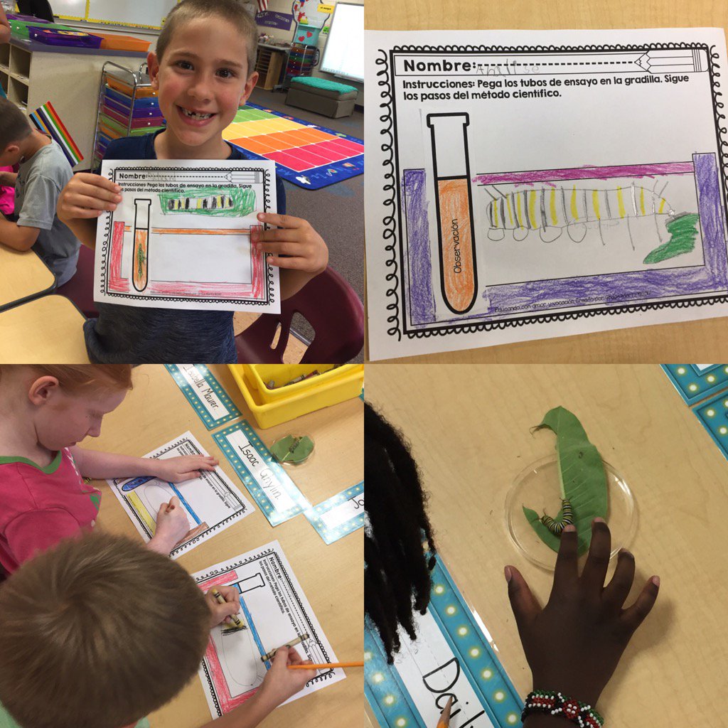 LODL Ss took pride in the scientific drawings of their monarch caterpillars. #WeAreScientists #WeArePLSAS