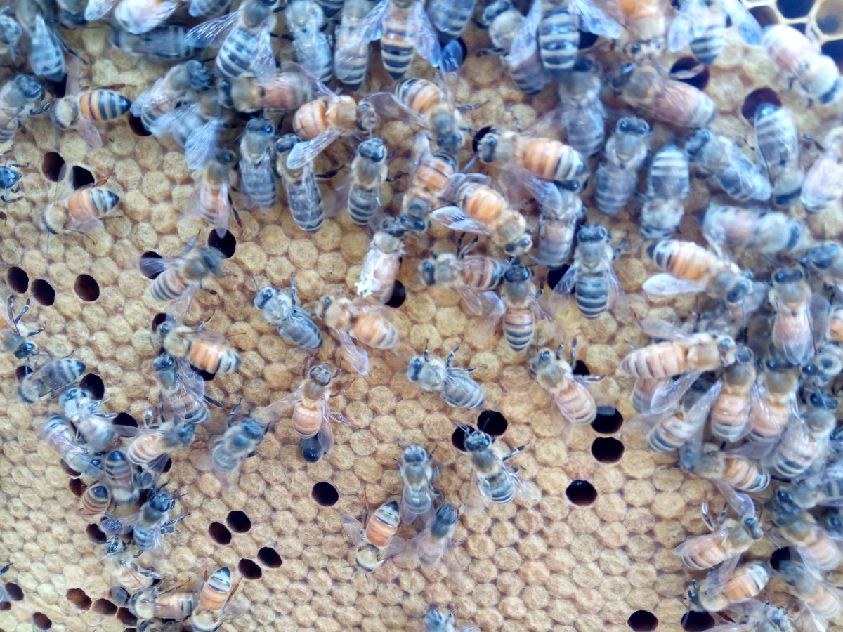 pansdemons's tweet photo. The bee in the middle seems to have either some cell caping stuck or a mite problem. https://t.co/3RvJ11Wdda
