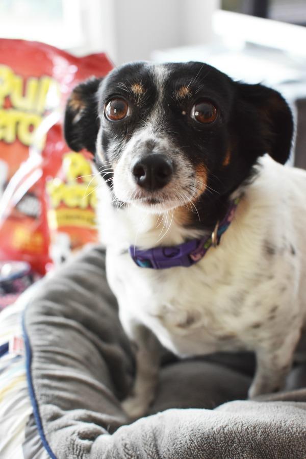 _FamilyTime_'s tweet image. Shower your doggie with love and @PupPeroni at Walmart &amp;amp; learn more with this fun video! bit.ly/2jip3RQ #AD