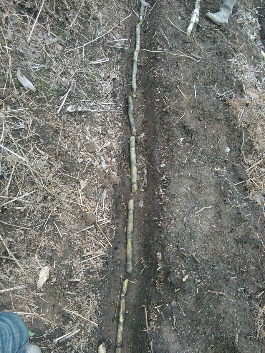agrosolidariac's tweet photo. Sistema de siembra a Chorrillo #cañapanelera alianza productiva @MinAgricultura @gobcesar @agrosolidariac 36 familias beneficiadas. https://t.co/1MpdtDVTJ6