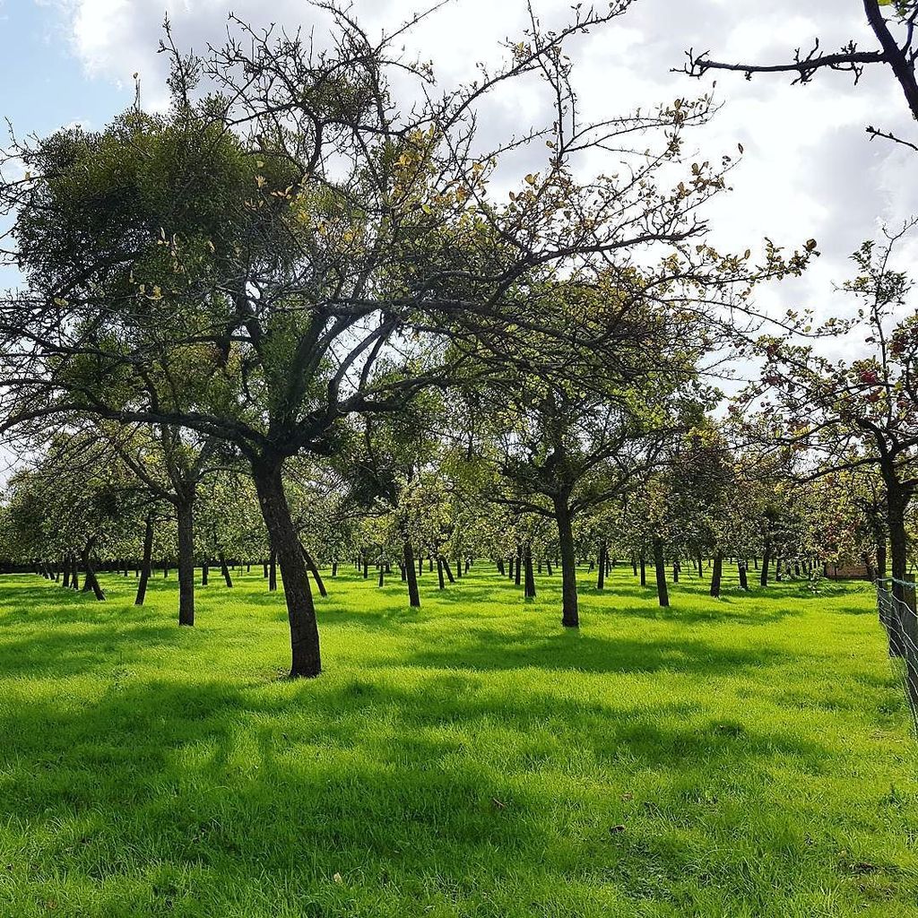 HighlandsApoth's tweet image. #mistltoe #naturefiend #thisisthelife #hiapoth ift.tt/2vVwPmq