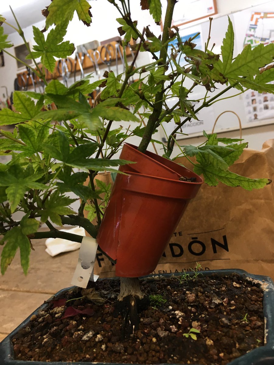 JAF_Rueda's tweet image. #Acodo #bonsai fallido. A veces pasa. El árbol está santísimo.