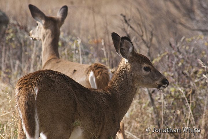 Fotophysis's tweet photo. White-tailed #Deer Odocoileus virginianus
#photooftheday #nature #photography #wildlife #management #mammal #population #expolosion https://t.co/WE3hQ6LSrv