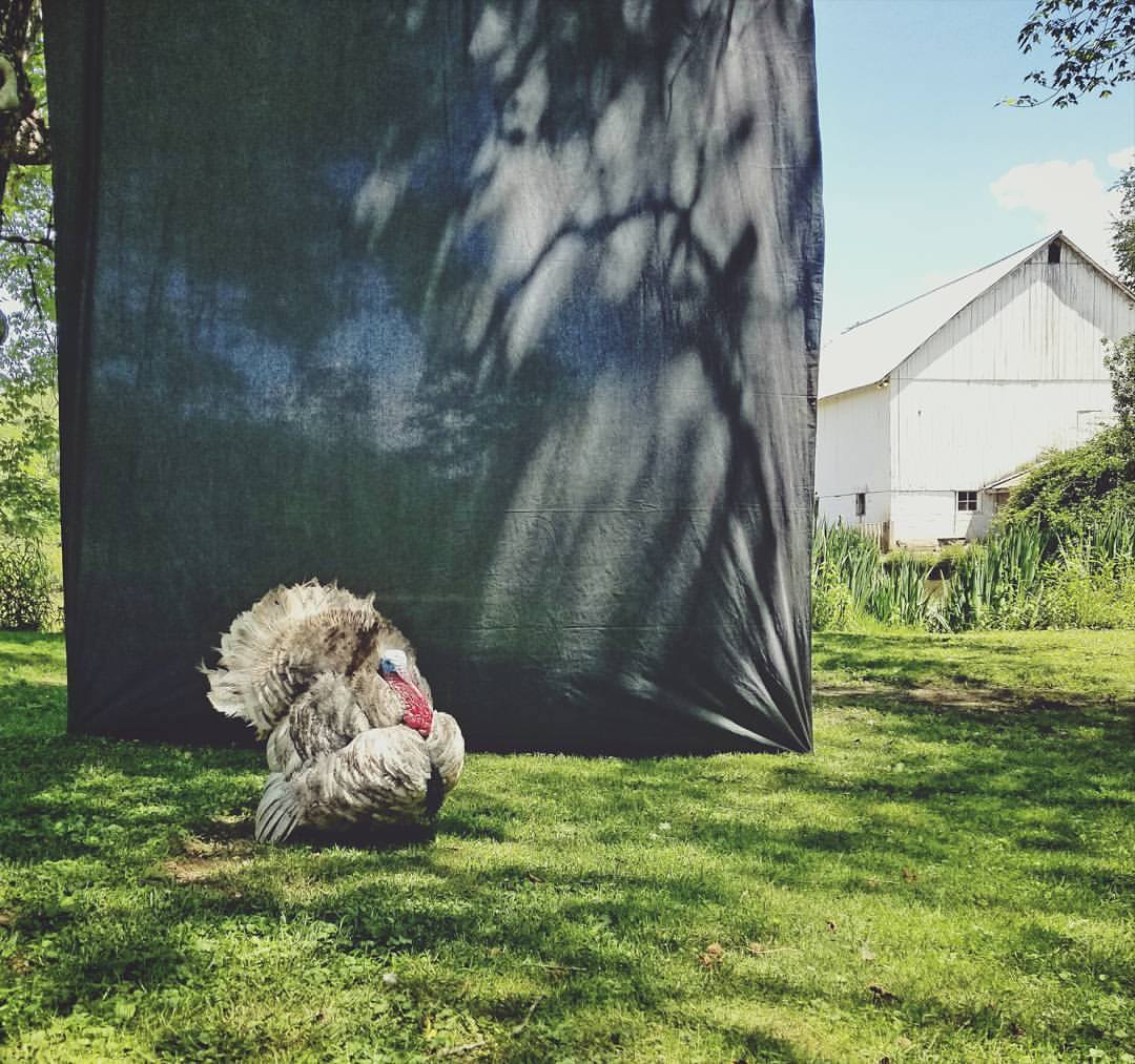 Tilton_Hollow's tweet photo. Turkelberry thought he should be the star of the Modern Farmer shoot. He's since fired his agent. #modfarmer #heritageturkey #lifestylebrand https://t.co/OktURzi2bI