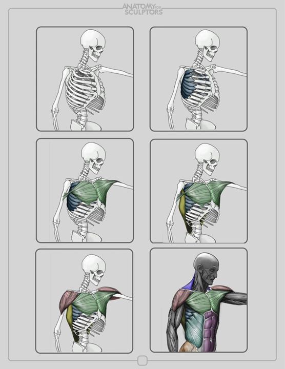 Anatomy for Sculptors 