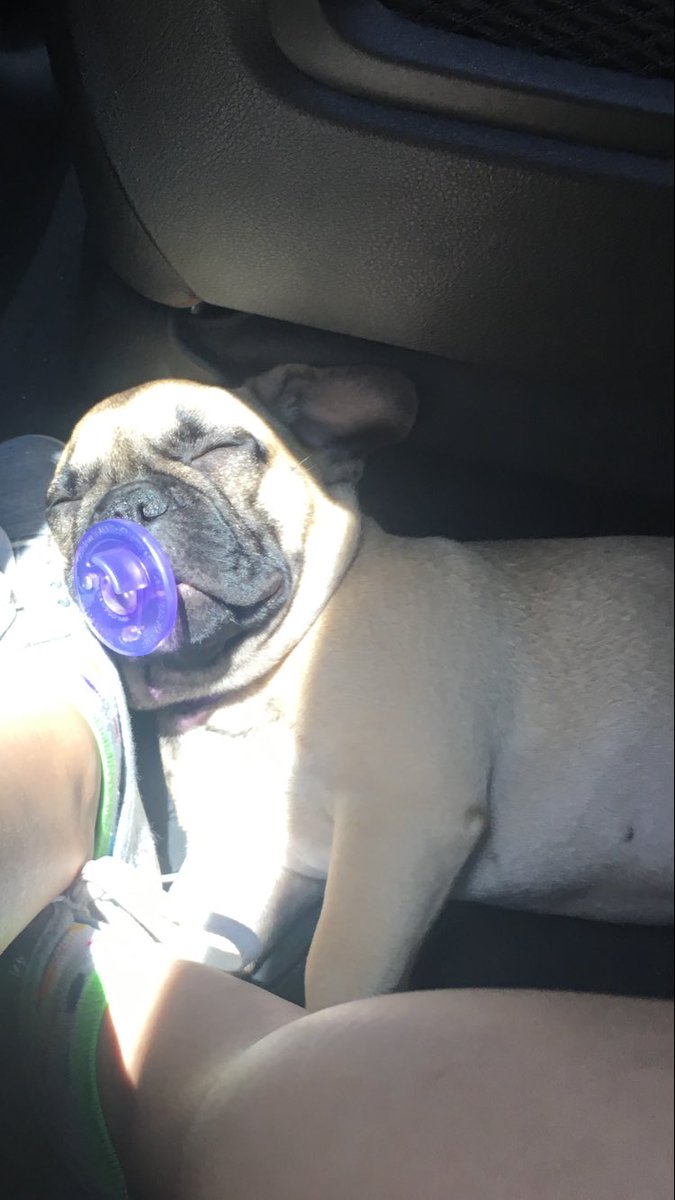 ash_e46m3's tweet photo. My dog is the biggest baby 😂 https://t.co/nwUNuhxtBC
