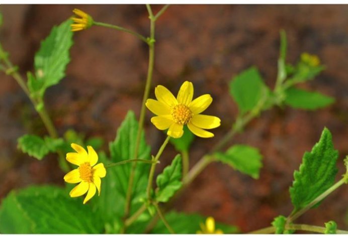 ashinde72's tweet photo. कास, सह्याद्रीचा श्वास!
#SaveKaas #कास  #ValleyOfFlowers #सह्याद्री 
@MarathiRT @MarathiBrain @MaharashtraRT @ARCHANASHAH8 @SataraSpeaks https://t.co/mZvPxmrawI