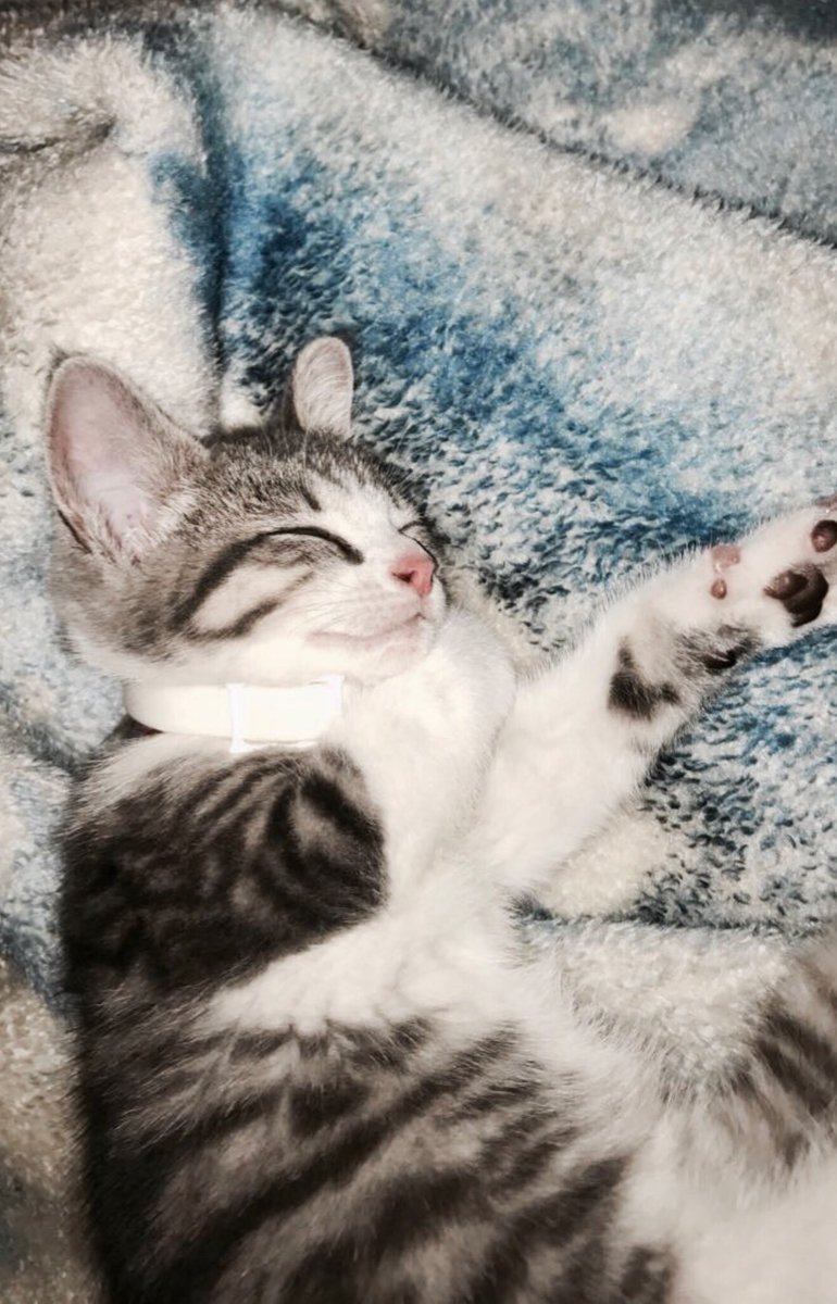 knopfr1's tweet photo. I was conflicted to get a cat this summer because I couldn't bring her to UD, but I ended up getting her and I love her to death 😊 #cmm352 https://t.co/rrR7rrA8Uw