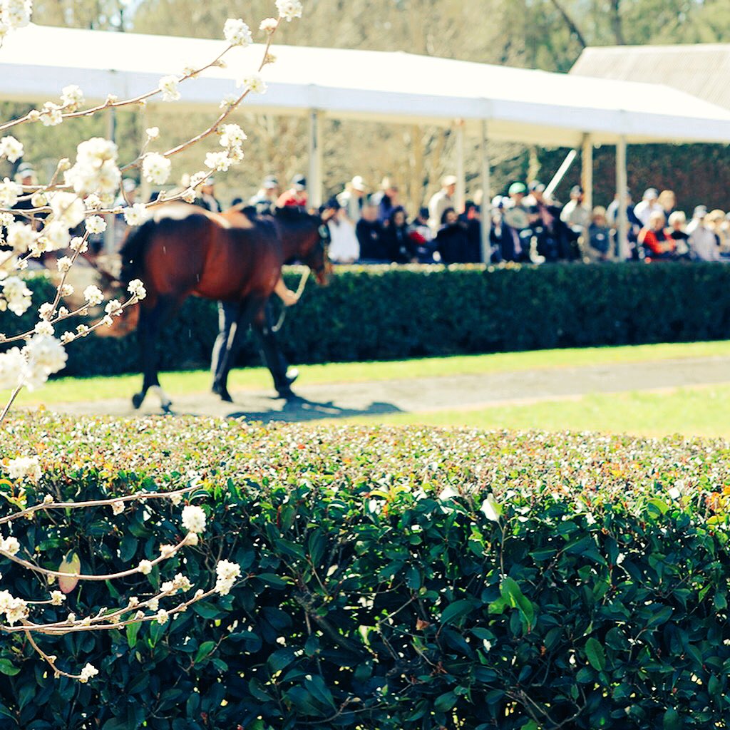 widdenstud's tweet photo. A brief snapshot of the #Widden150 year celebrations &amp; stallion parade. Enjoy! 

https://t.co/ARs5mOLy2E https://t.co/3ke7ZWBar8