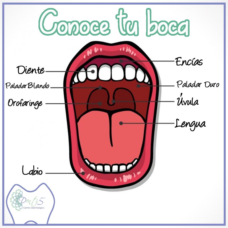Ocurrir orar Cerebro Denti5 på Twitter: "¡Amiguit@! Conoce las partes que componen tu boca 👄 en  esta infografía... #Boca #Dientes #SaludDental #Infografía #Dentistas  https://t.co/BWTsKeniMu" / Twitter