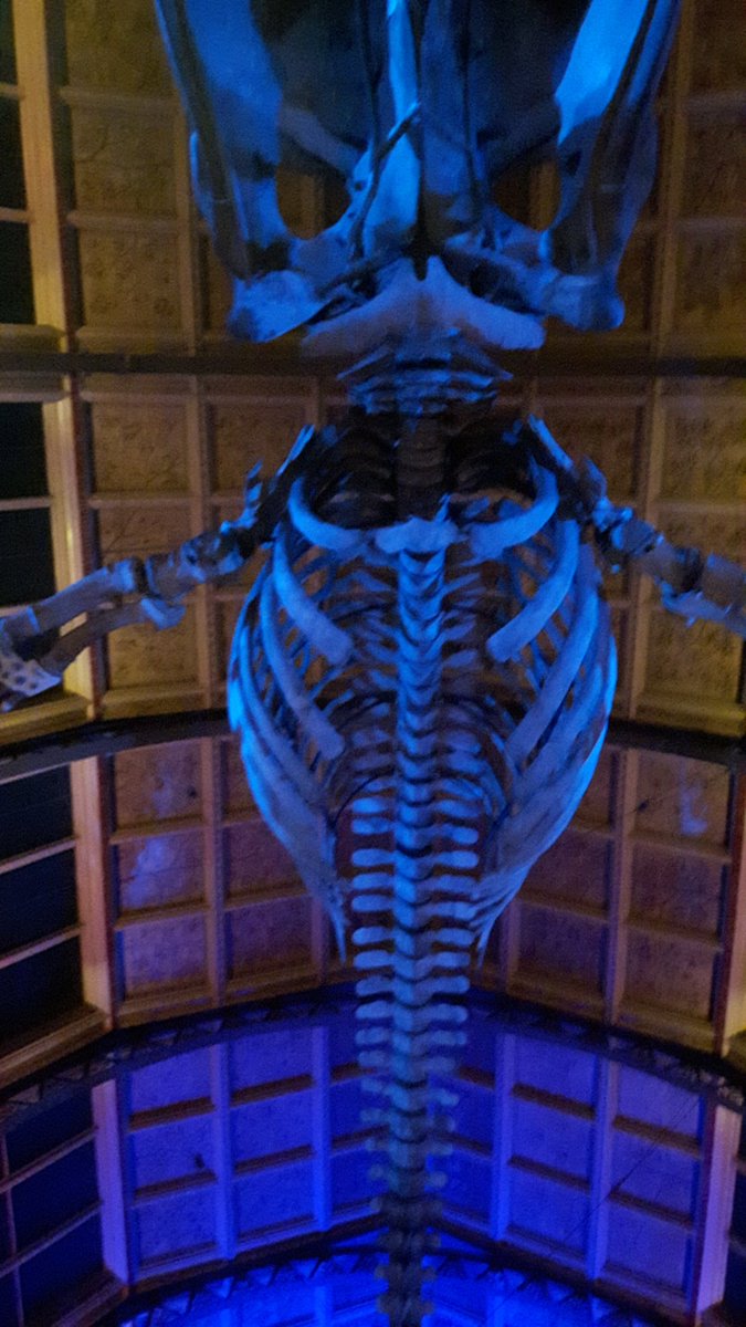 MikeAClare's tweet photo. SUT dinner in the Natural History Museum London. #OSIG2017 like a kid! https://t.co/N6QxO3mJ41