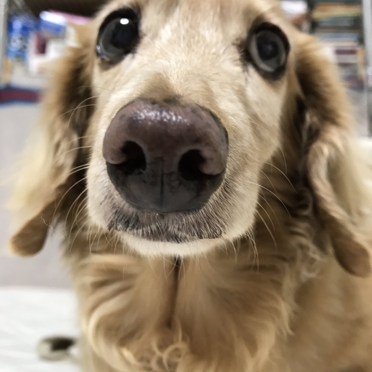 ぴよmeg 甘栗むいちゃいました 秘密結社老犬倶楽部 ミニチュアダックス 15歳 甘栗 マロングラッセ