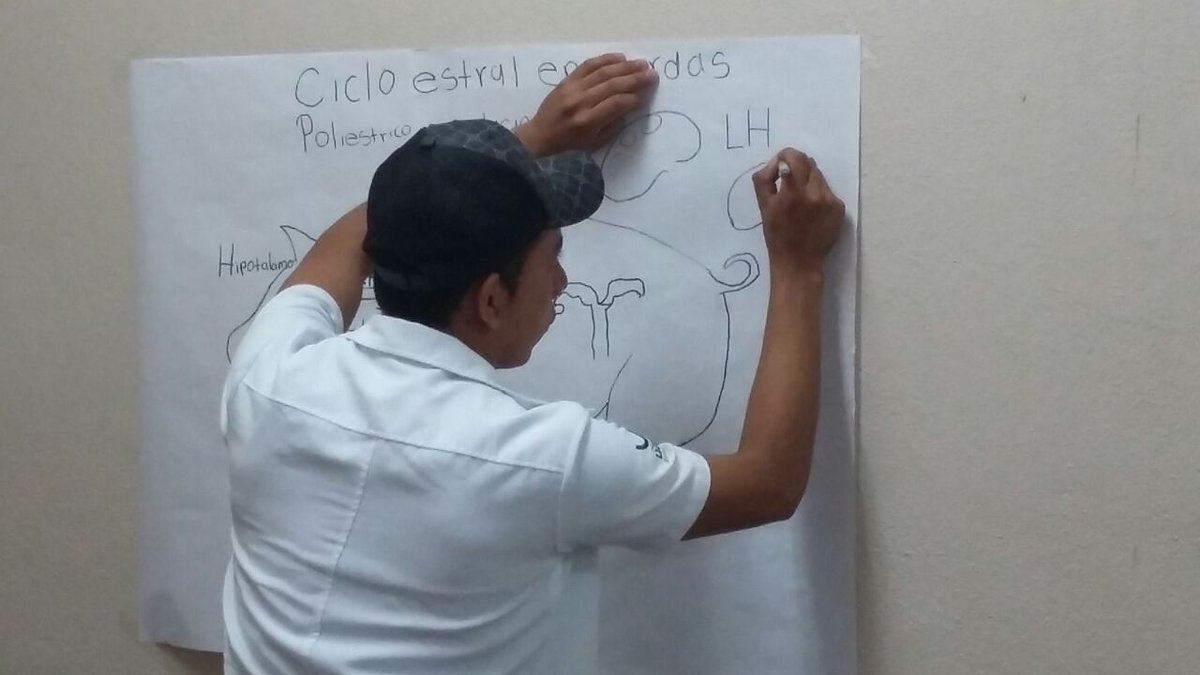 ESCA_UAC's tweet photo. Elaboración de carteles: eje Hipotálamo-Hipófisis-Gónadas (feedback). #ReproducciónAnimal @ESCA_UAC @UACamRector https://t.co/QSVP1m2e4H
