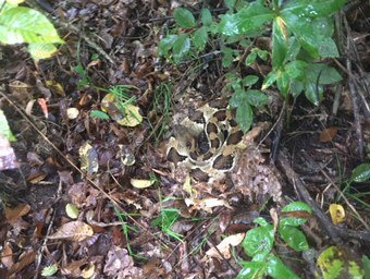 TimberTweets's tweet image. #Bill was hunkered down on this cool, rainy day. Rain or shine, #rattlesnakes don't do much #SedentaryLife