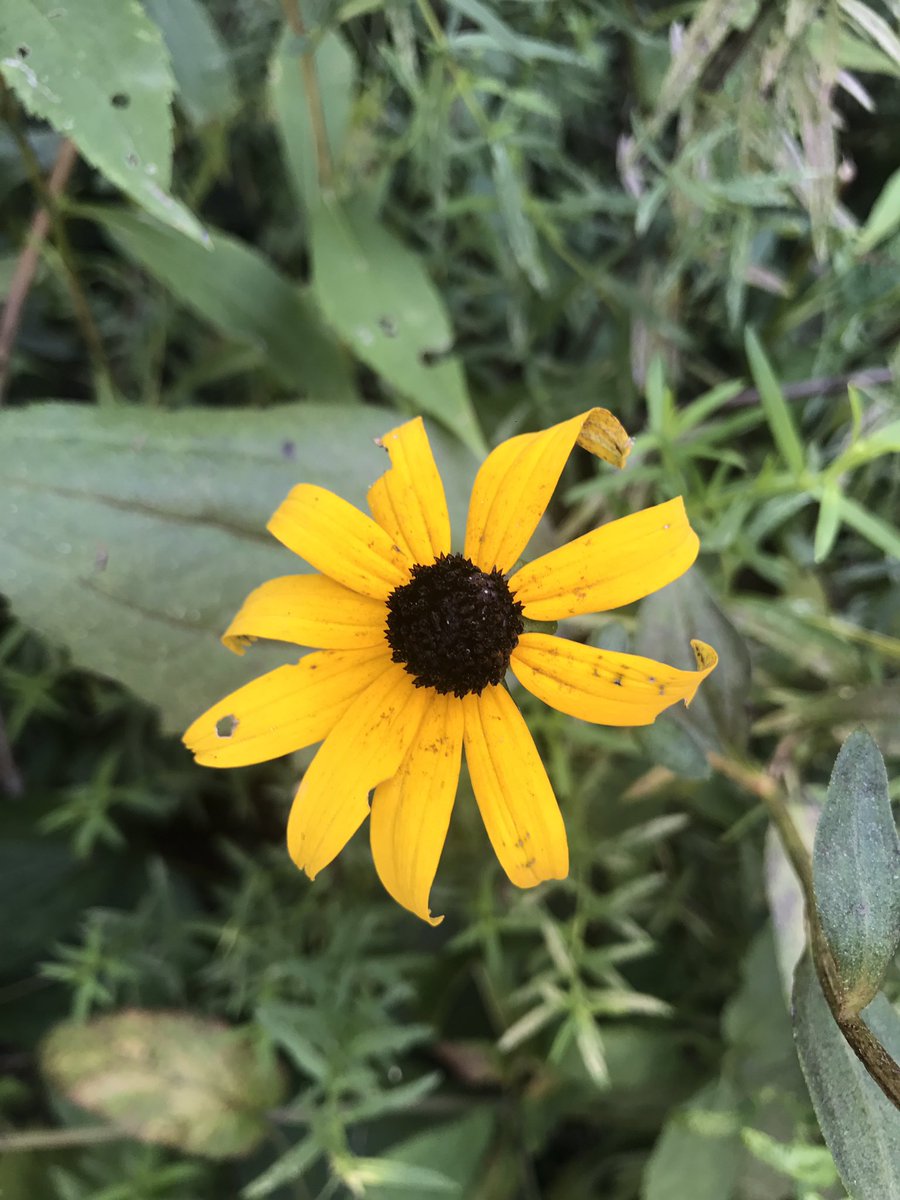 Taco__belle_'s tweet photo. St. Louis has some ridiculously gorgeous flowers. Just thought I'd share. Have a lovely night 😊 https://t.co/58BCtlDDJ1