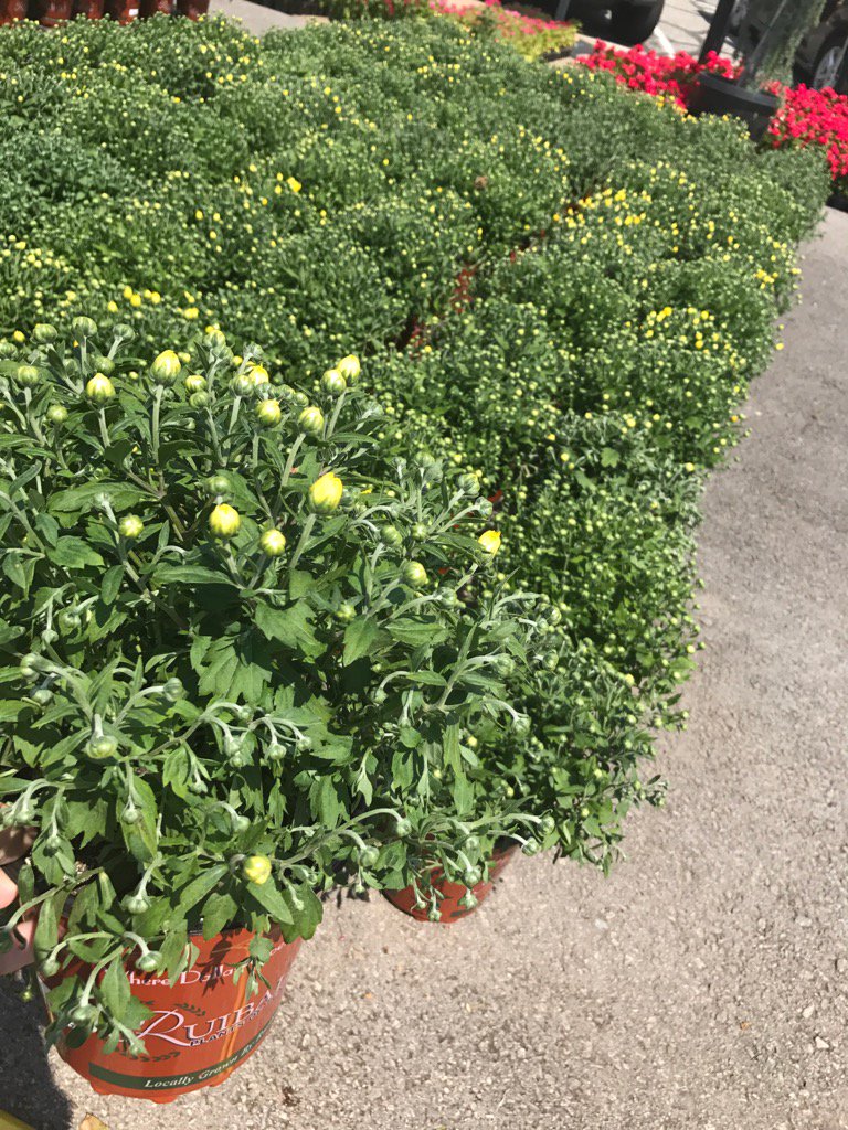 RuibalsPlants's tweet photo. #mums cracking blooms!!
#Ruibals #Plants https://t.co/xfIsLEBn8y