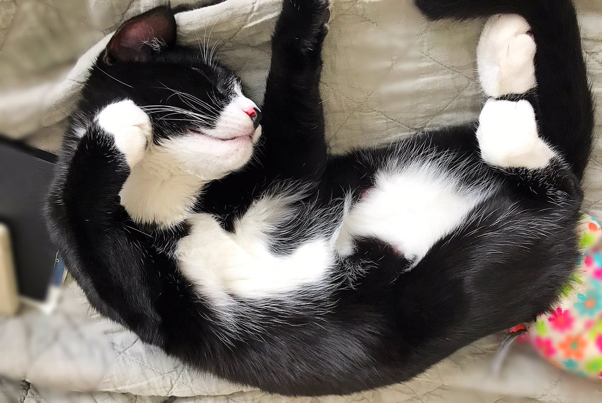 I want to sleep like him #Karlito