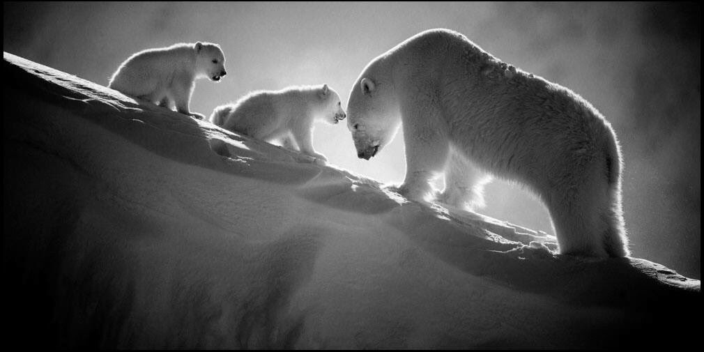 laurentbaheux's tweet photo. New book "Ice is Black" by @laurentbaheux is coming - Order now with sign https://t.co/xGsXvvcqyH #IceisBlack #Arctic #polarbears https://t.co/o3DuOvA1J5