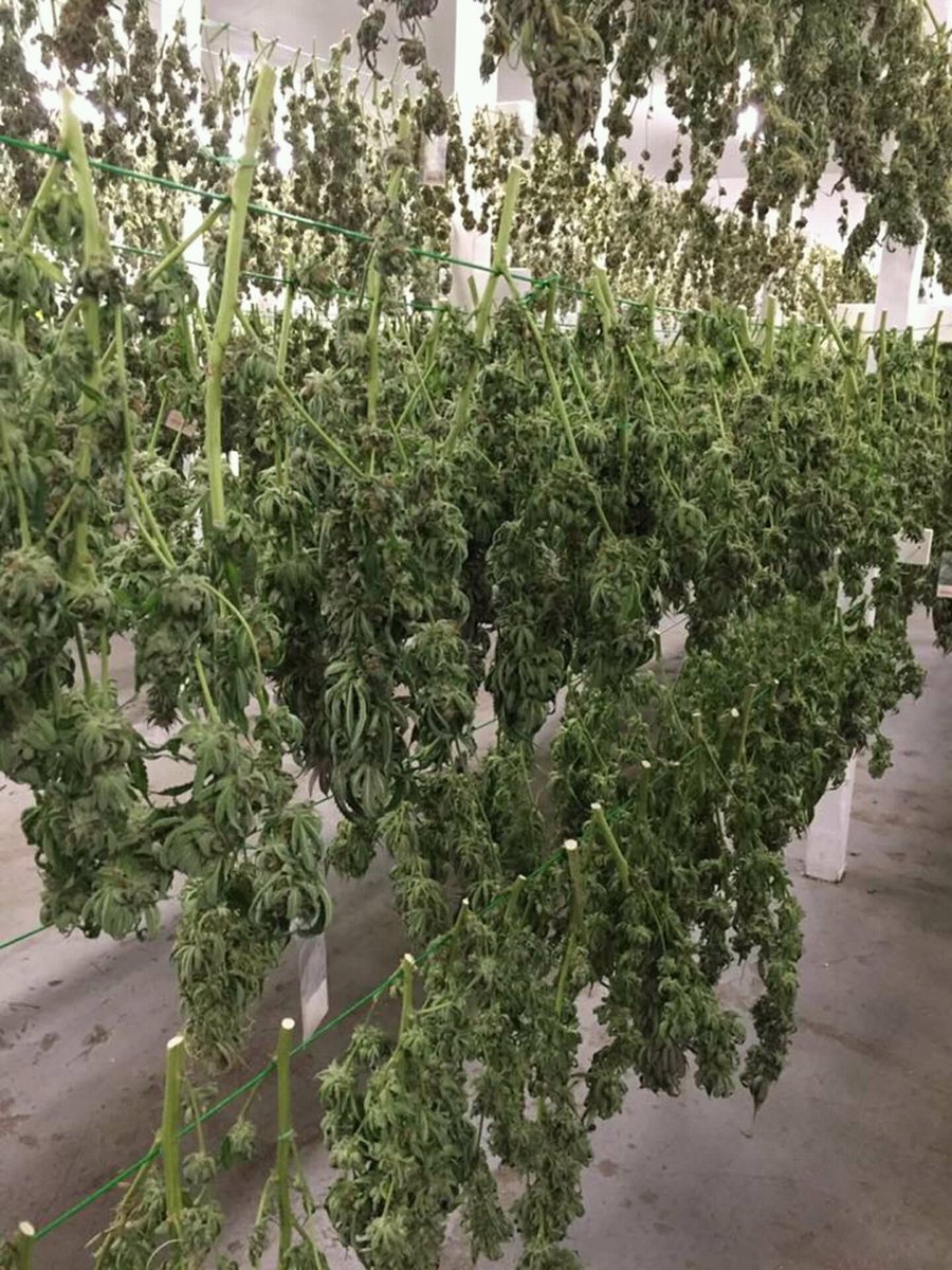 Fresh  fresh top shelf