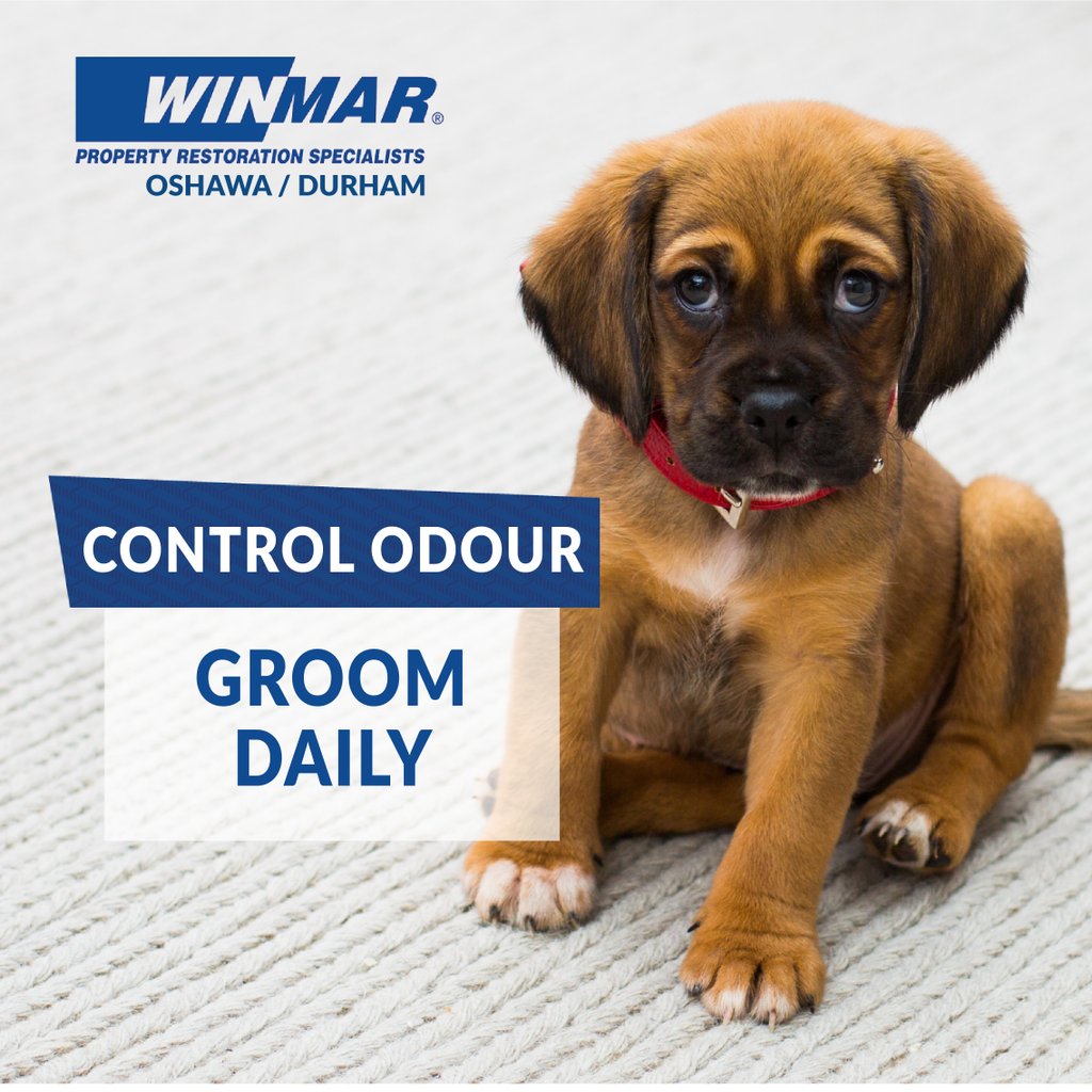 Did you know that regular grooming can help tame indoor home odours?