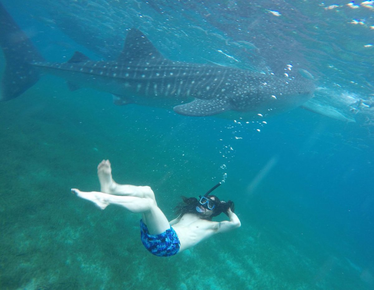 Swimming with Whale 🐳 Sharks 🦈! #bucketlist #throwback https://t.co/qepBfPHoWz