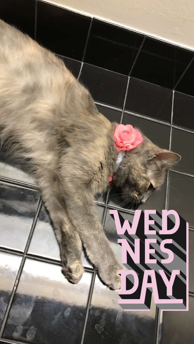 LSchex17's tweet photo. #latenightharperpictures #alsomysnapchatstory #addme #forupdates #onharper #sheisallipostabout #lschex17 https://t.co/NL36um2uEQ
