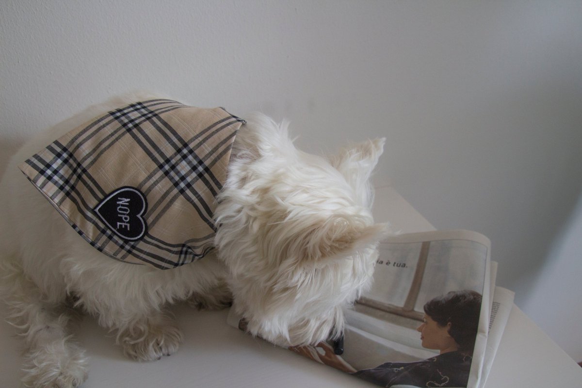 bowpawtie's tweet photo. A #bandana for elegant and curious #dogs!
https://t.co/vaEF4XzqMU
#scarf #etsy #handmade #crafer #fashiondog #westy #dogsoftwitter #terrier https://t.co/8FLQPKua5T