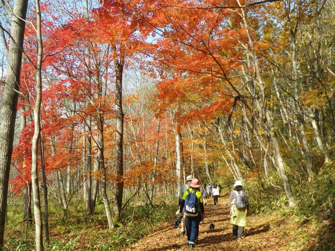 りんゆうツアー 紅葉を見ながら白老のポロト湖を歩きませんか 湖の周辺にはクリ ミズナラ カツラなど広葉樹の大木がうっそうと茂っていますよ 森林インストラクター同行です ご参加お待ちしております T Co G6asttrl T Co りんゆうツアー 紅葉を見ながら白老のポロト湖を歩きませんか 湖の周辺にはクリ ミズナラ カツラなど広葉樹の大木がうっそうと茂っていますよ 森林インストラクター同行です ご参加お待ちしております T Co G6asttrl T Co