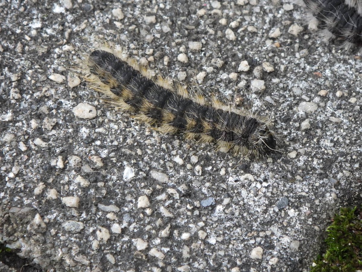 都立赤塚公園 この時期 サクラにつく毛虫は モンクロシャチホコという蛾の幼虫です 大量発生のため 一部の方から駆除等のご要望がありますが 毒性もなく無害のため 薬剤による駆除は行いませんが 終息するまでの期間 掃き集めるなどの対応をして参り