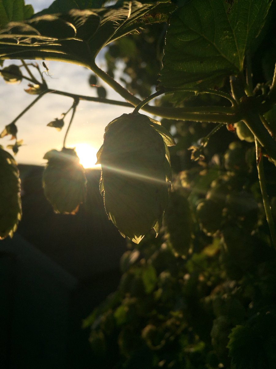 An early start to the day as I harvest the last of the hops. Despite the sun it’s noticeable that autumn is here - it’s cold! #growingbeer