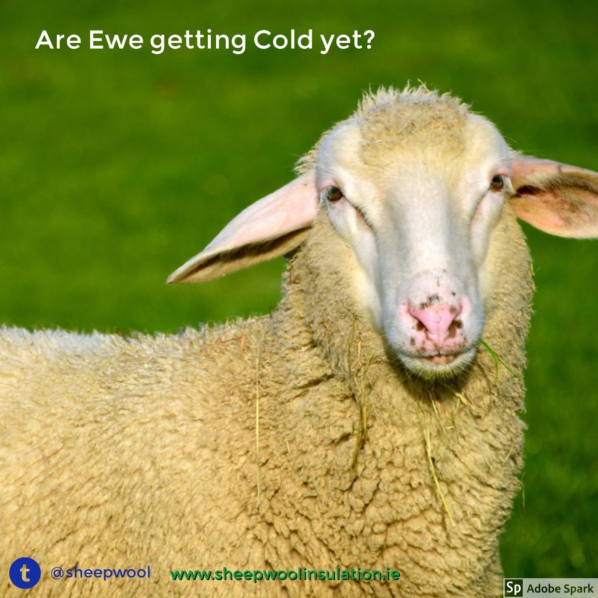 sheepwool's tweet image. 