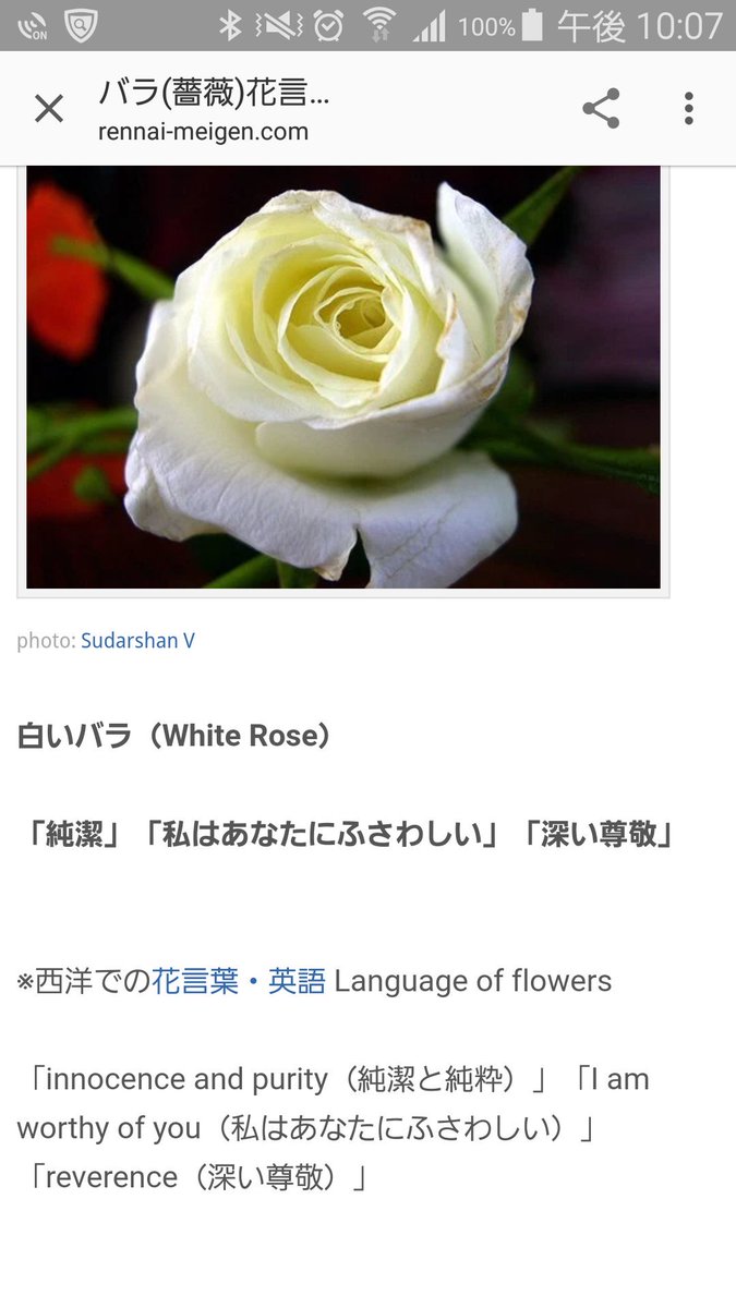 ちる ぽとりと落ちた 白い薔薇の花言葉 私はあなたにふさわしい 黒革の手帖