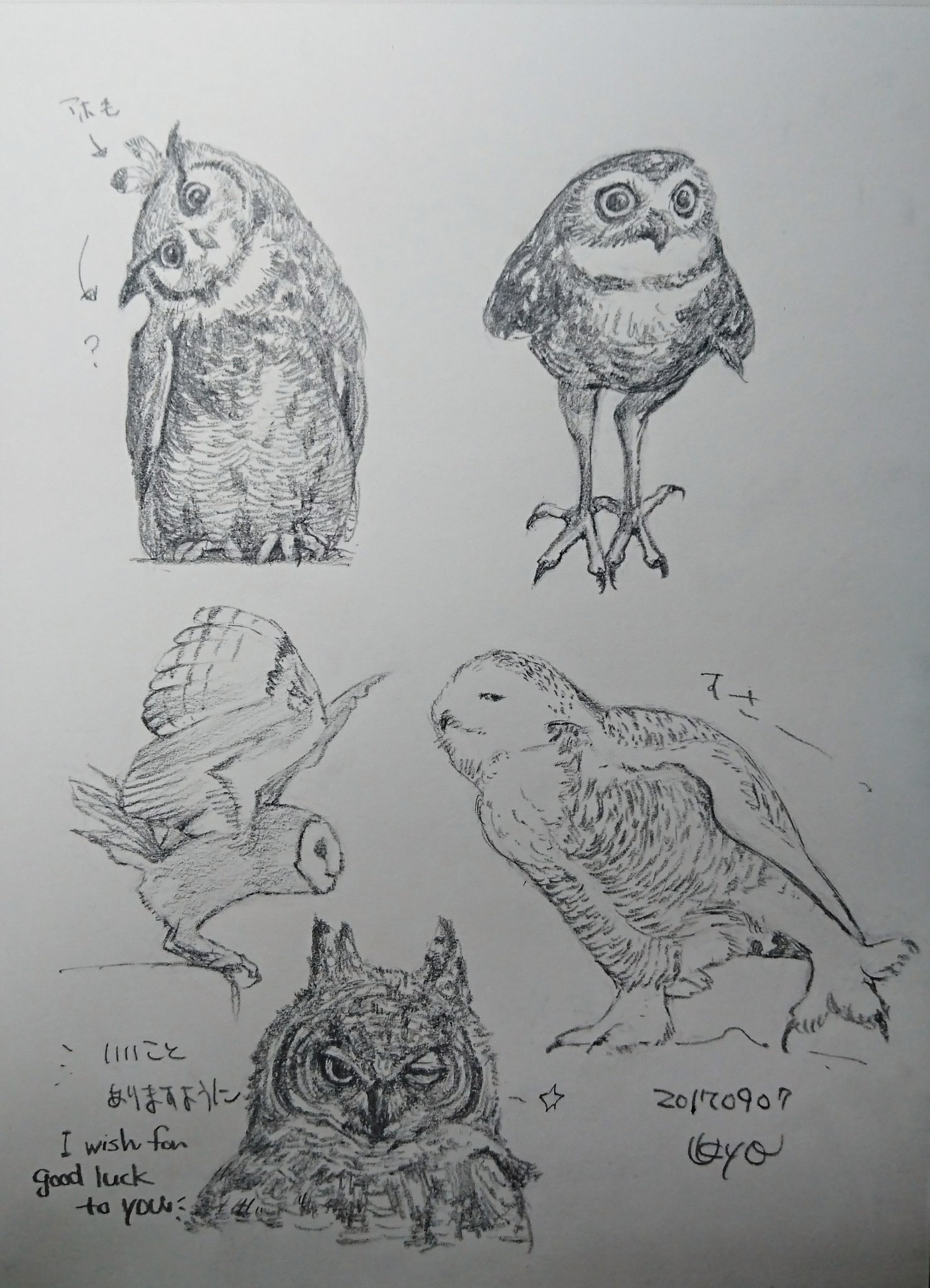 木菟 Twitter Search Twitter