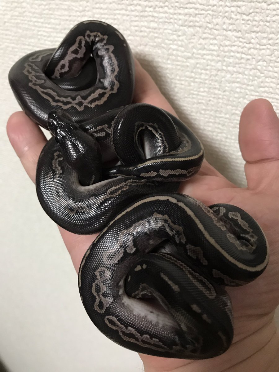 darksideregius's tweet image. 黒い三連星
#ガイア #マッシュ #オルテガ #ジェットストリームアタック #blackheadcinnamonpossob #pythonregius #royalpython #ballpython