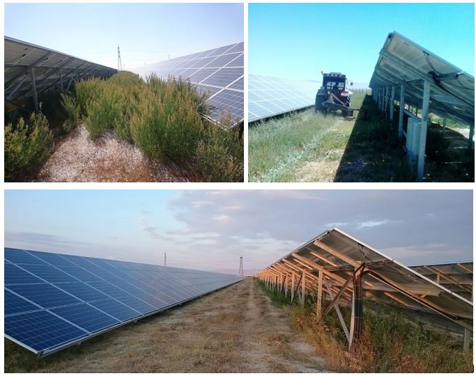 Sahalarda büyüyen otlar, panellerde gölgelenmelere ve bunun sonucu olarak verimliliğin düşmesine ve kalıcı zararlara neden olmaktadır.