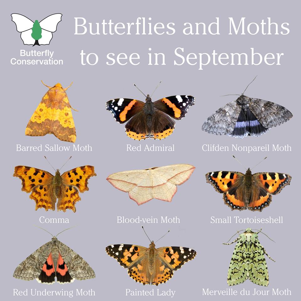 It might be feeling more autumnal 🍂 but there are still plenty of butterflies &amp; moths to be seen on the wing! #ThursdayThoughts #Autumnwatch