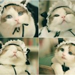 フリルをつけて、写真を少し加工すれば…お嬢様みたいな猫が可愛すぎる!w