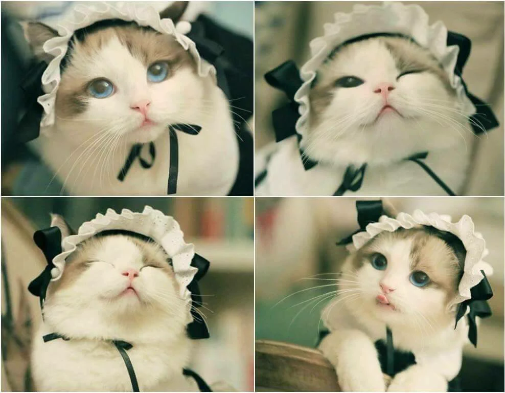 フリルをつけて、写真を少し加工すれば…お嬢様みたいな猫が可愛すぎる！w