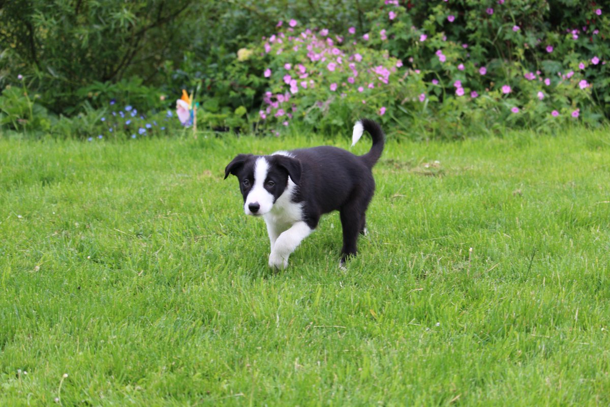 Busy summer <a href="/croft_29/">Croft29</a> but twitter silence due to poor internet.  More news to follow, but introducing new team member - Shadow