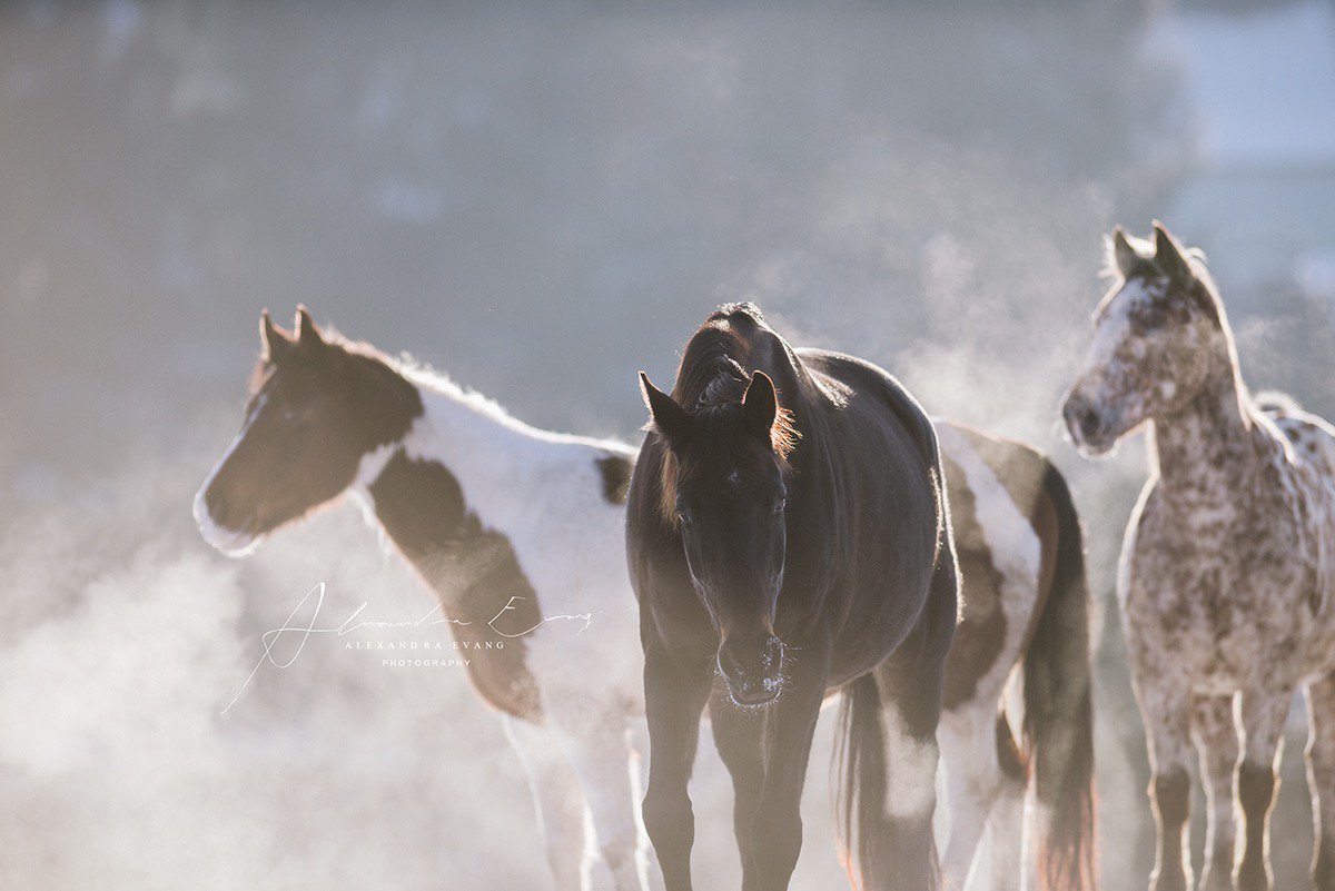 Es geht wieder los! ❤🌿😌
Onlinekurs Vier Wochen Achtsamkeit, Start: 9.10. 🍃

👉meinfaible.de/produkt/vier-w…