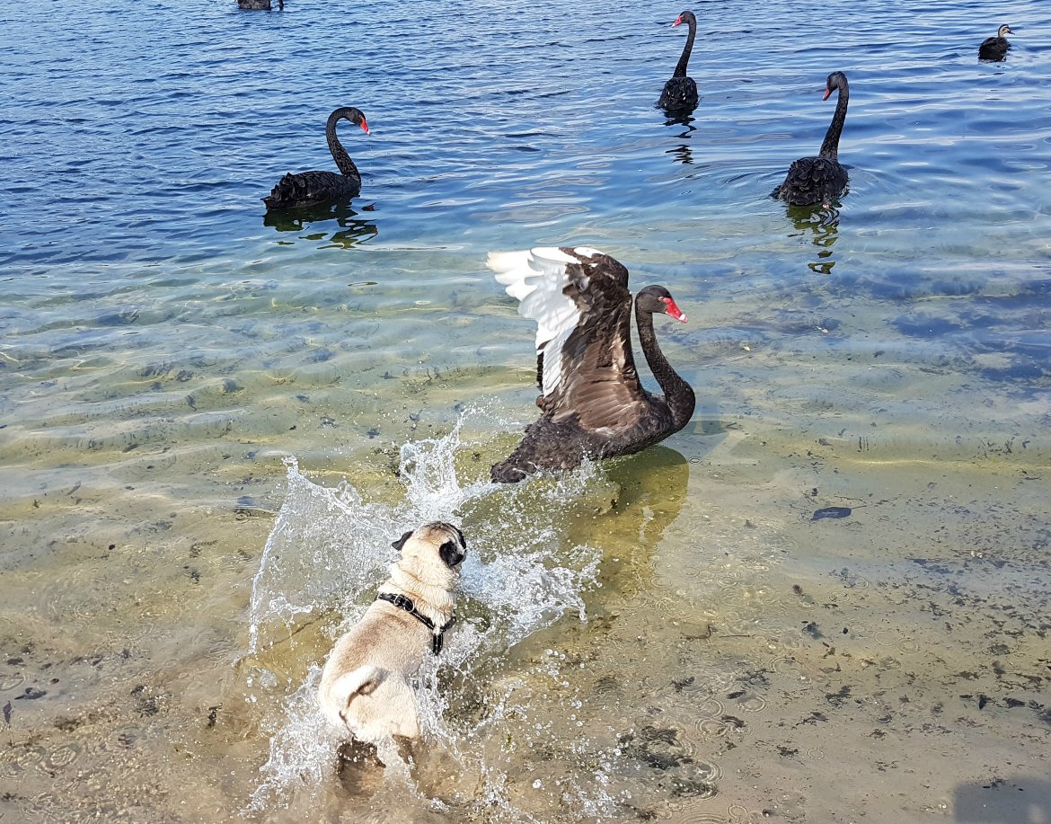 jenterprisesm's tweet photo. Making new friends can be hard sometimes. https://t.co/aM7406Uddc https://t.co/UYI0mMu6O8