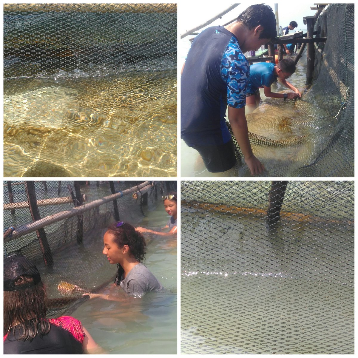Cleaning up sea turtles' cage net from algae @ Pulau Pramuka 🌊🌊🌊
