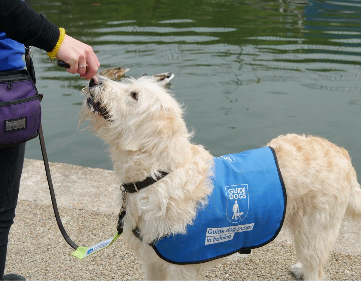 TheGuidePuppy's tweet image. YES to the tactile tenner. We know the importance of ‘touch’ ✋️ #NewTenPoundNote