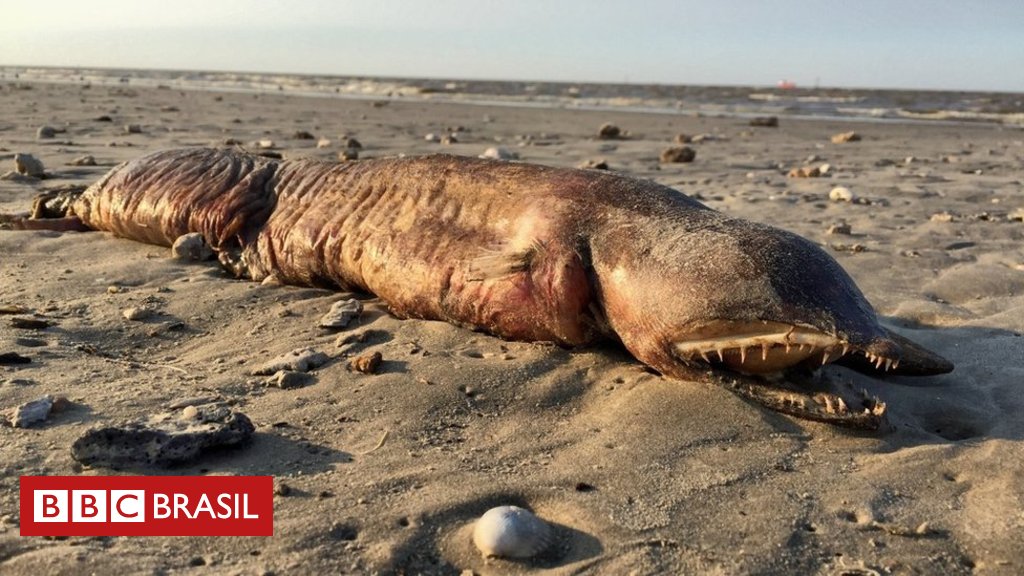 bbcbrasil's tweet photo. A estranha criatura de dentes afiados encontrada em praia do Texas após passagem de furacão https://t.co/jSZvlBBMKk https://t.co/fxWfTQ8omb